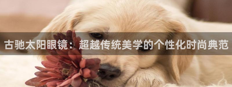 卧龙风雏娱乐